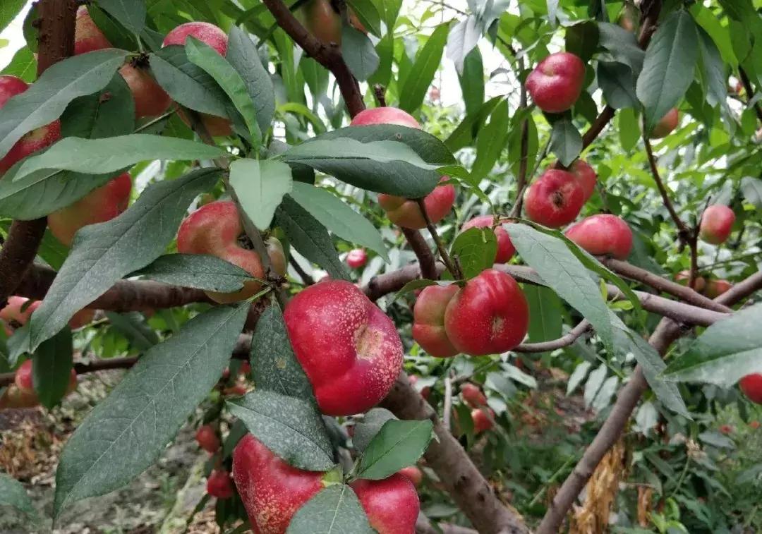成都摘桃子地方推荐,桃子熟了去摘桃