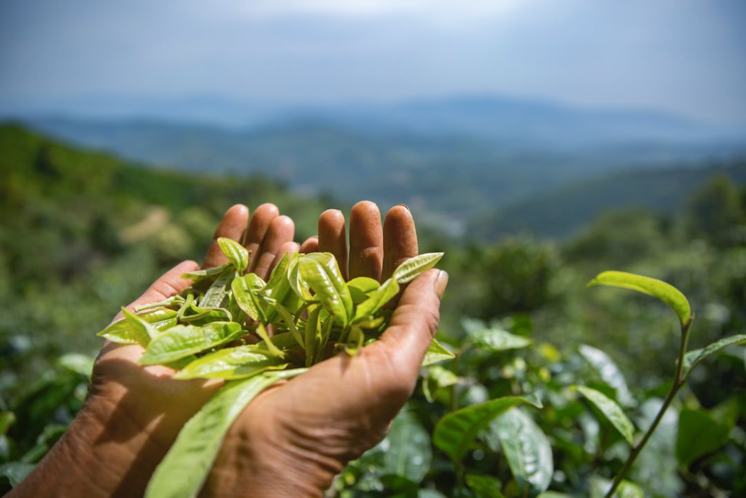 他找来浙大团队，用茶研发洗护用品，成了日本人都在代购的新国货