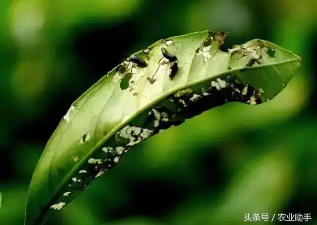 柑橘常见虫害图片大全,柑橘虫害图谱大全来了建议收藏