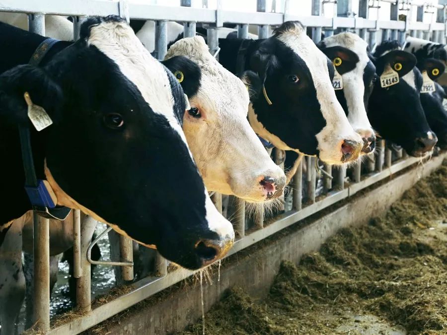 一条精选|为了让孩子喝上放心的牛奶,他斥资4.6亿自建牧场!