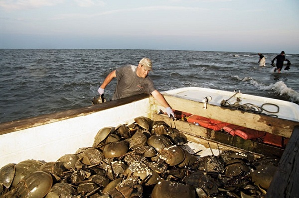 有蓝色血液的海洋生物,什么海洋生物的血液是蓝色的