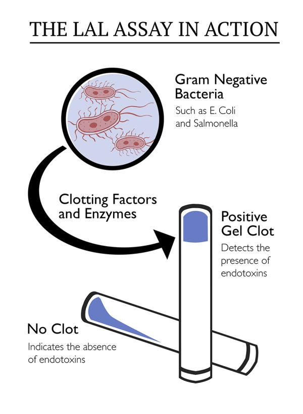 有蓝色血液的海洋生物,什么海洋生物的血液是蓝色的