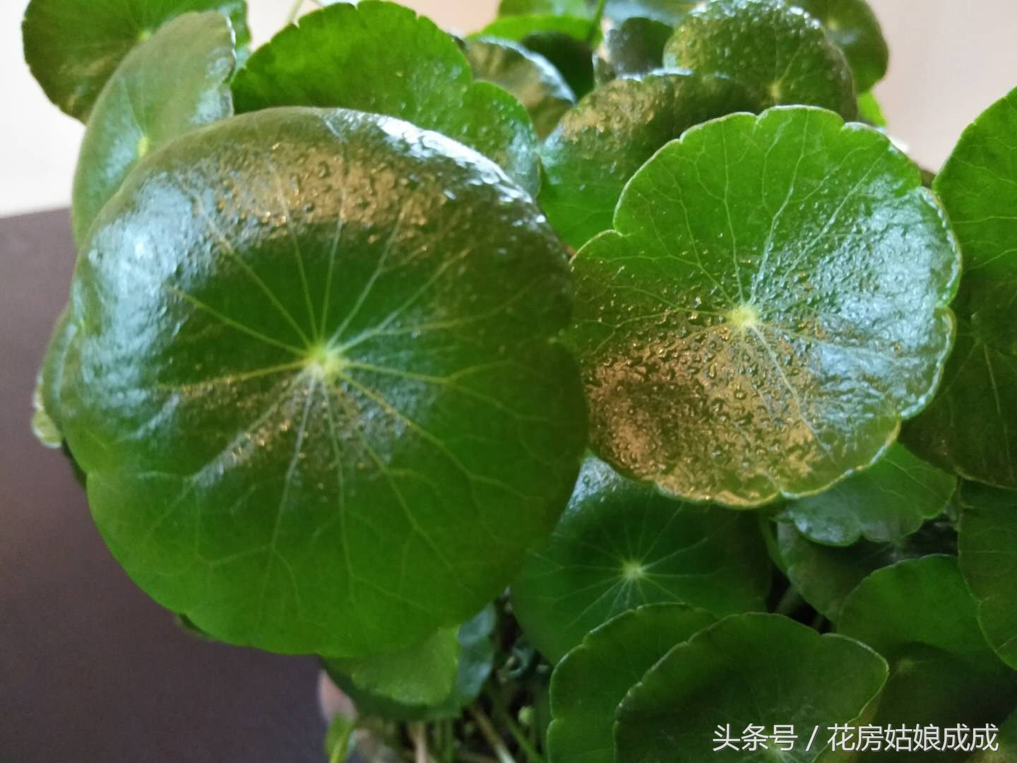 啤酒养花要兑水吗,啤酒养花好不好