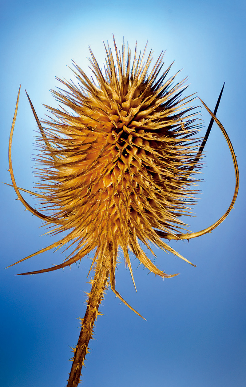 微距摄影后期合成,微距照片景深合成