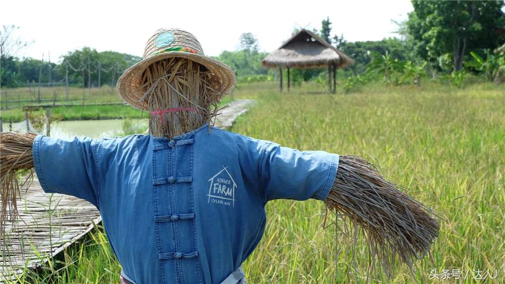 清迈民谣小清新,清迈清新小院