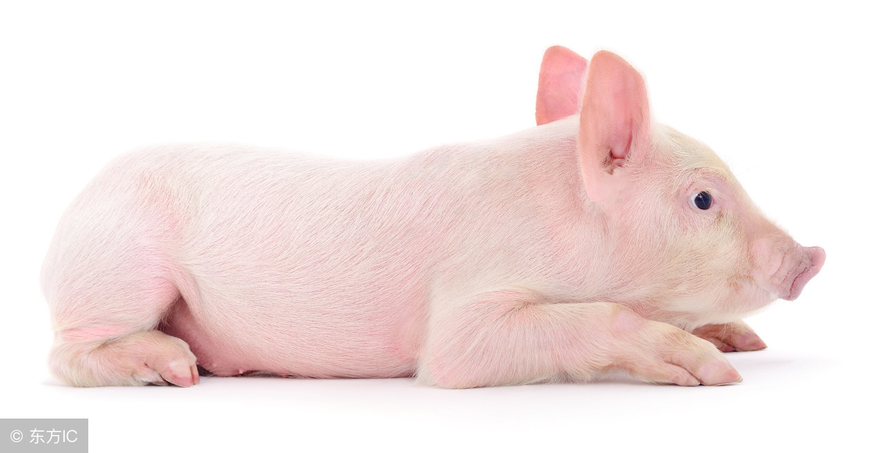 原来母猪无乳可以这样治！多年养猪人三招教你搞定母猪无乳综合征