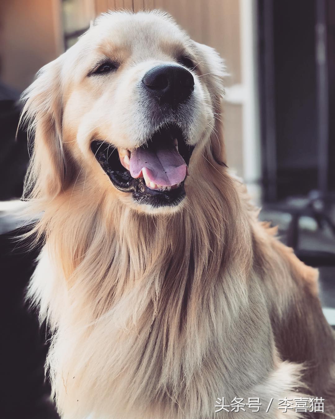 边牧比哈士奇精力更旺盛,比金毛还大的边牧