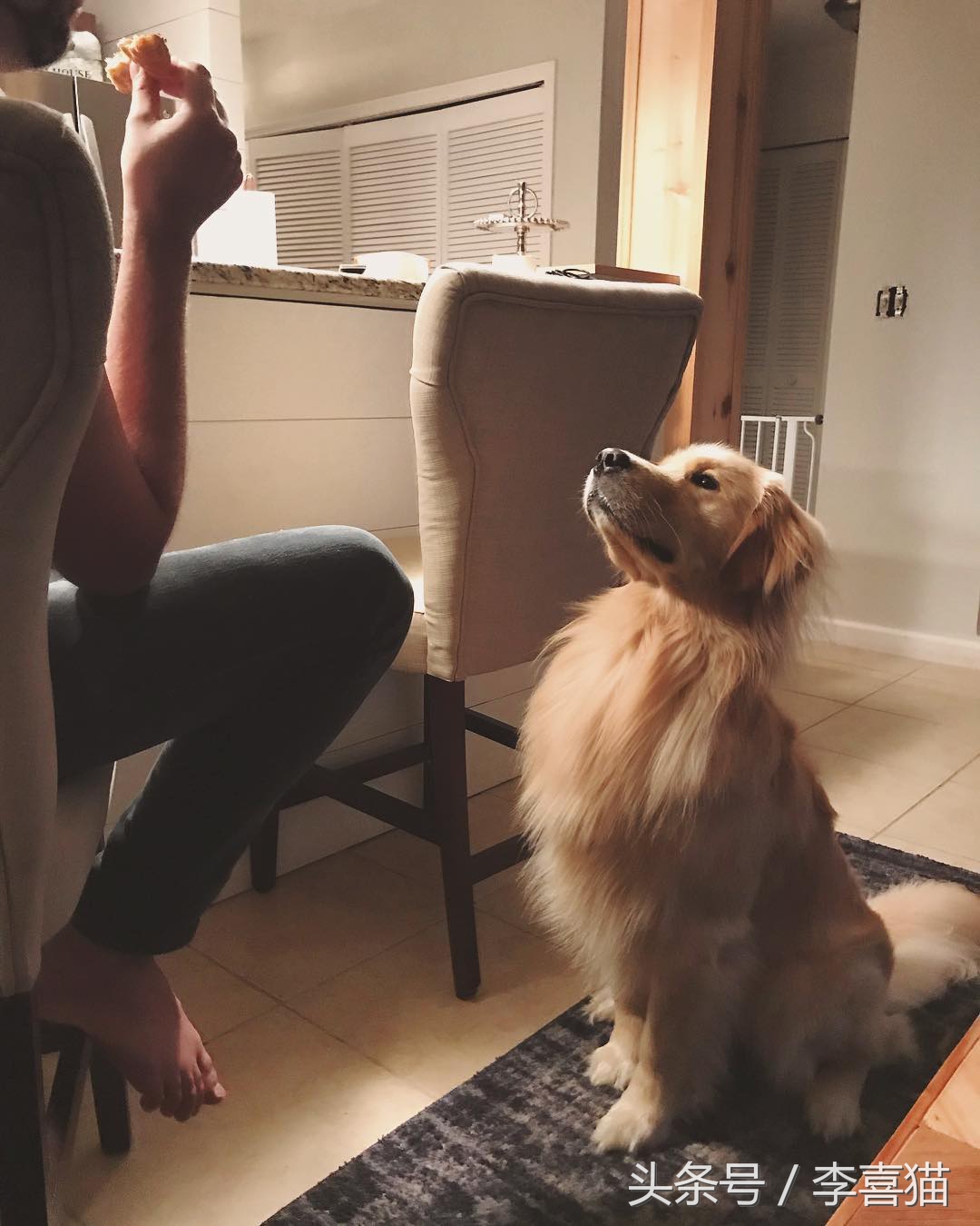 金毛幼犬是不是都很调皮,金毛狗狗太有灵气了