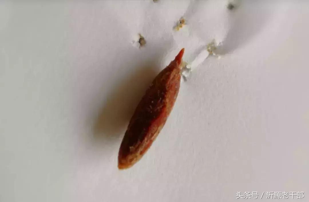 协和医院吞枣核,医生自救误吞枣核