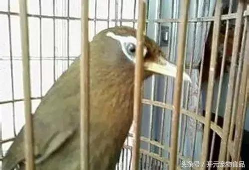 极品画眉鸟头型显示大图,极品画眉斗鸟选择