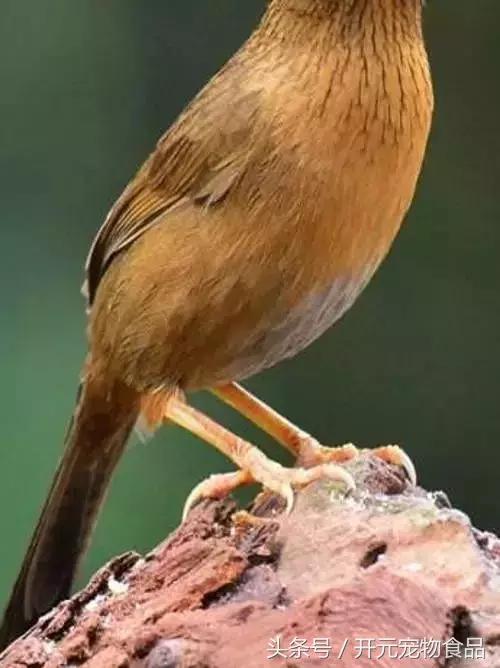 极品画眉鸟头型显示大图,极品画眉斗鸟选择