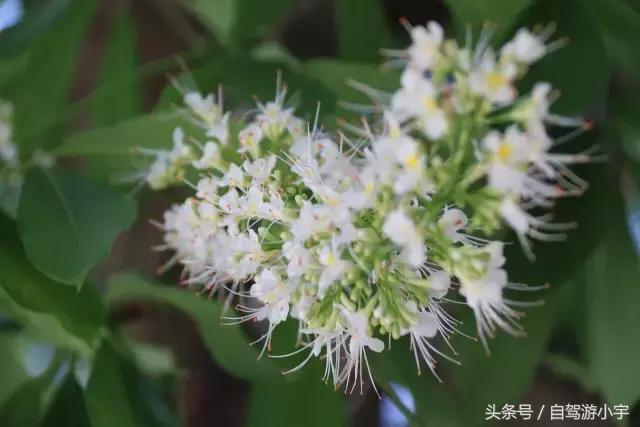 洛阳重渡沟野生动物园,郑州到洛阳重渡沟自驾