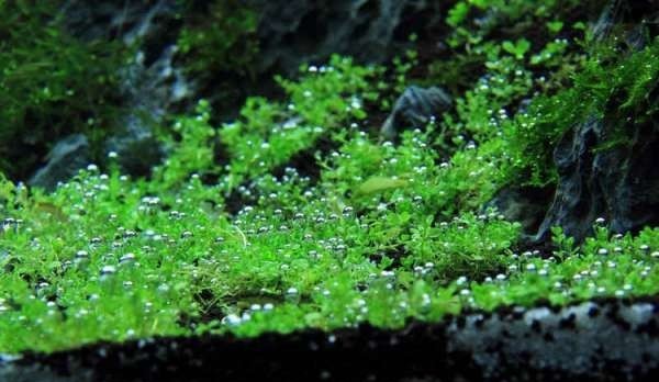如何布置鱼缸水草造景,峡谷河流鱼缸