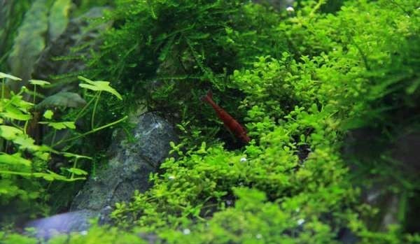 如何布置鱼缸水草造景,峡谷河流鱼缸