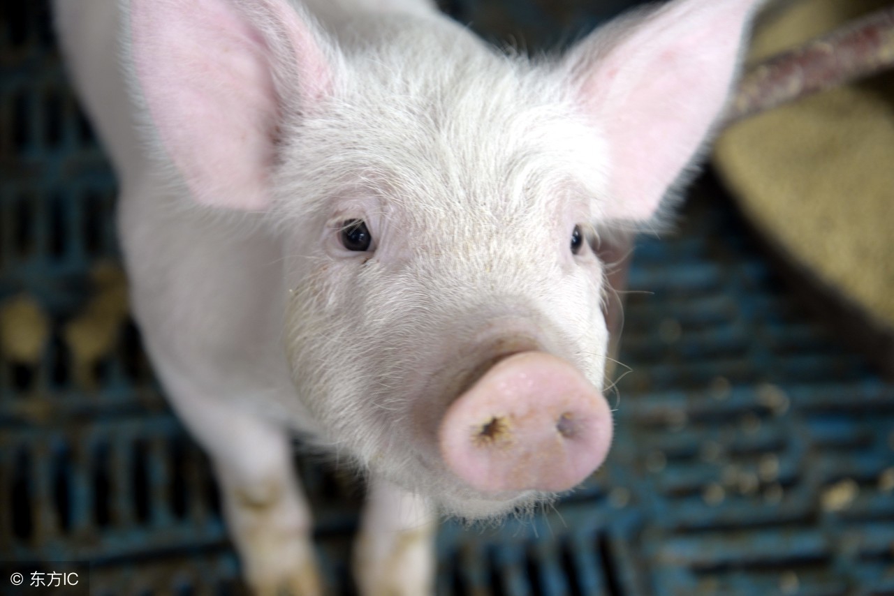近期牛市场,为何2018年生猪价格走势不乐观