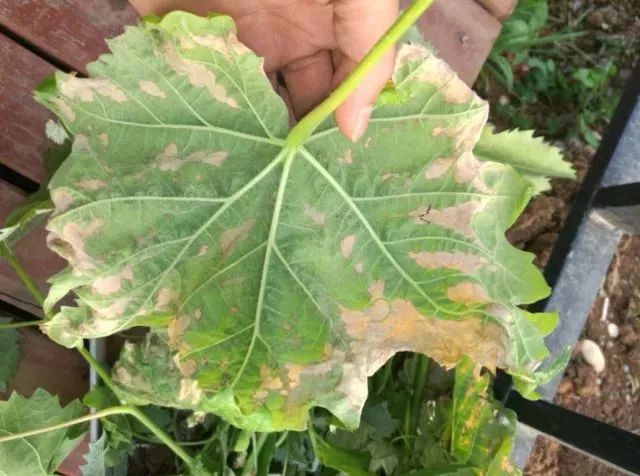 近期葡萄叶片发黄枯叶,葡萄枯叶有几种