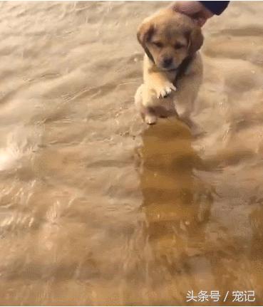 小金毛见到狗很怂怎么办,小金毛看见狗子就很怂