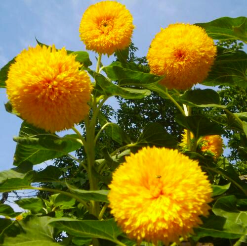 重瓣铁线莲,重瓣宫灯长寿花