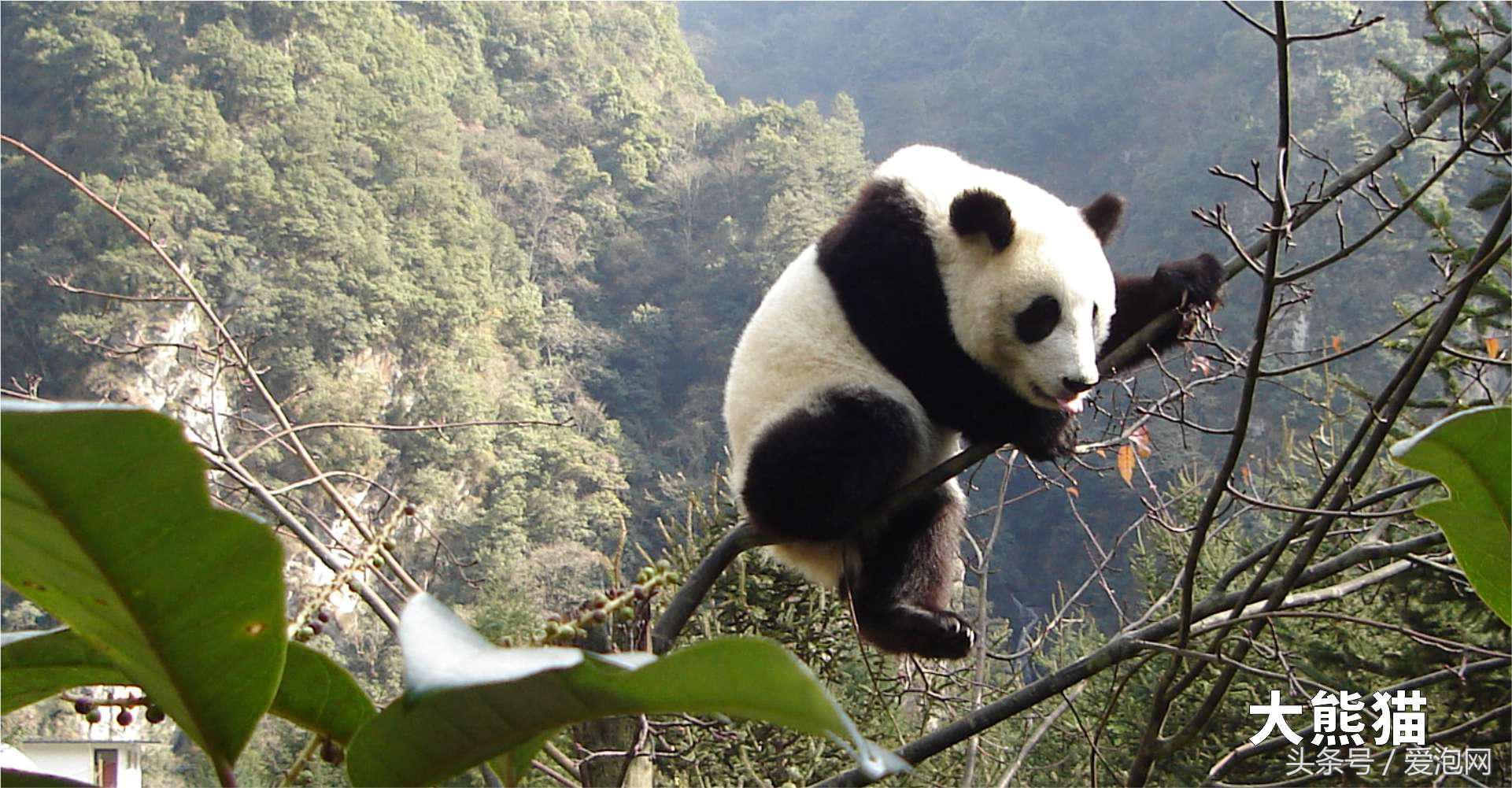 雅安川西竹海必去的三个地方,雅安东拉山大峡谷游记