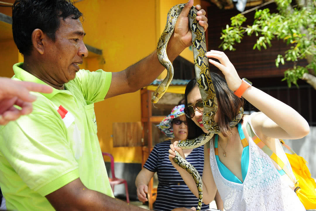 它被誉为“大胃王”，体重达447公斤，一次能吞下大自己10倍动物