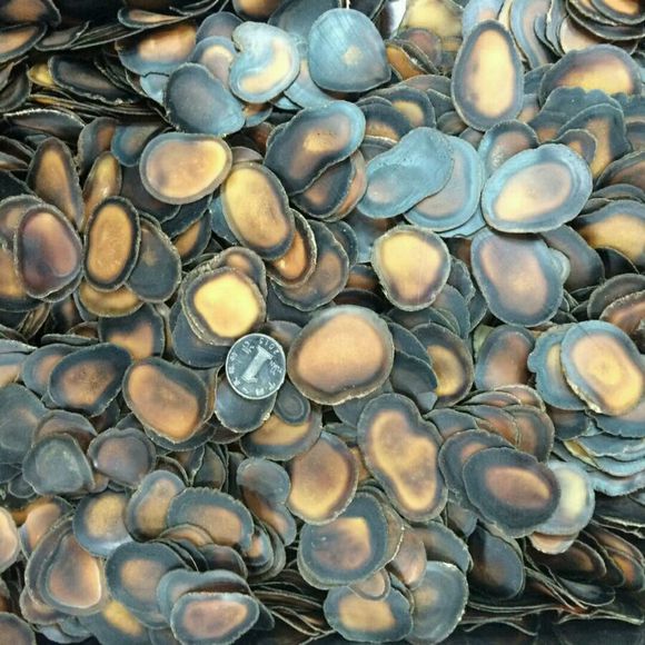 鹿茸蜡片和鲜鹿茸的区别,鹿茸全蜡片和半蜡片的功效区别