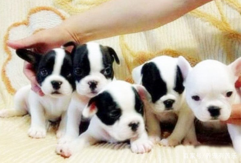 把握好狗狗最佳配种时段，对提高成功率和狗狗的健康都很有好处