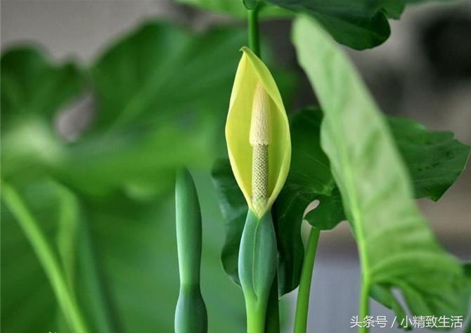 滴水观音有毒为什么还要养在室内,滴水观音有毒为什么还要养在家里