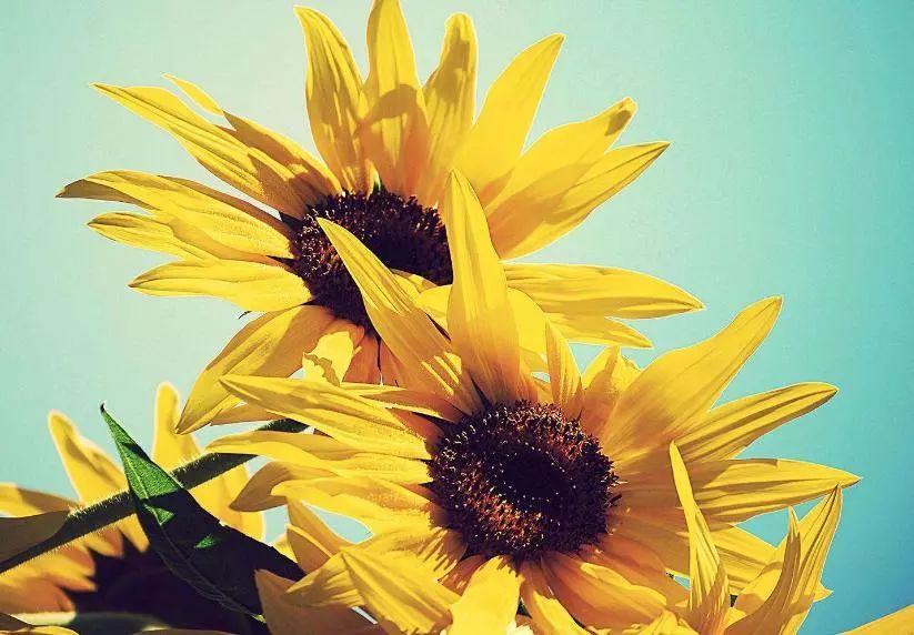 每个国家的国花图片,各种国家的国花是什么