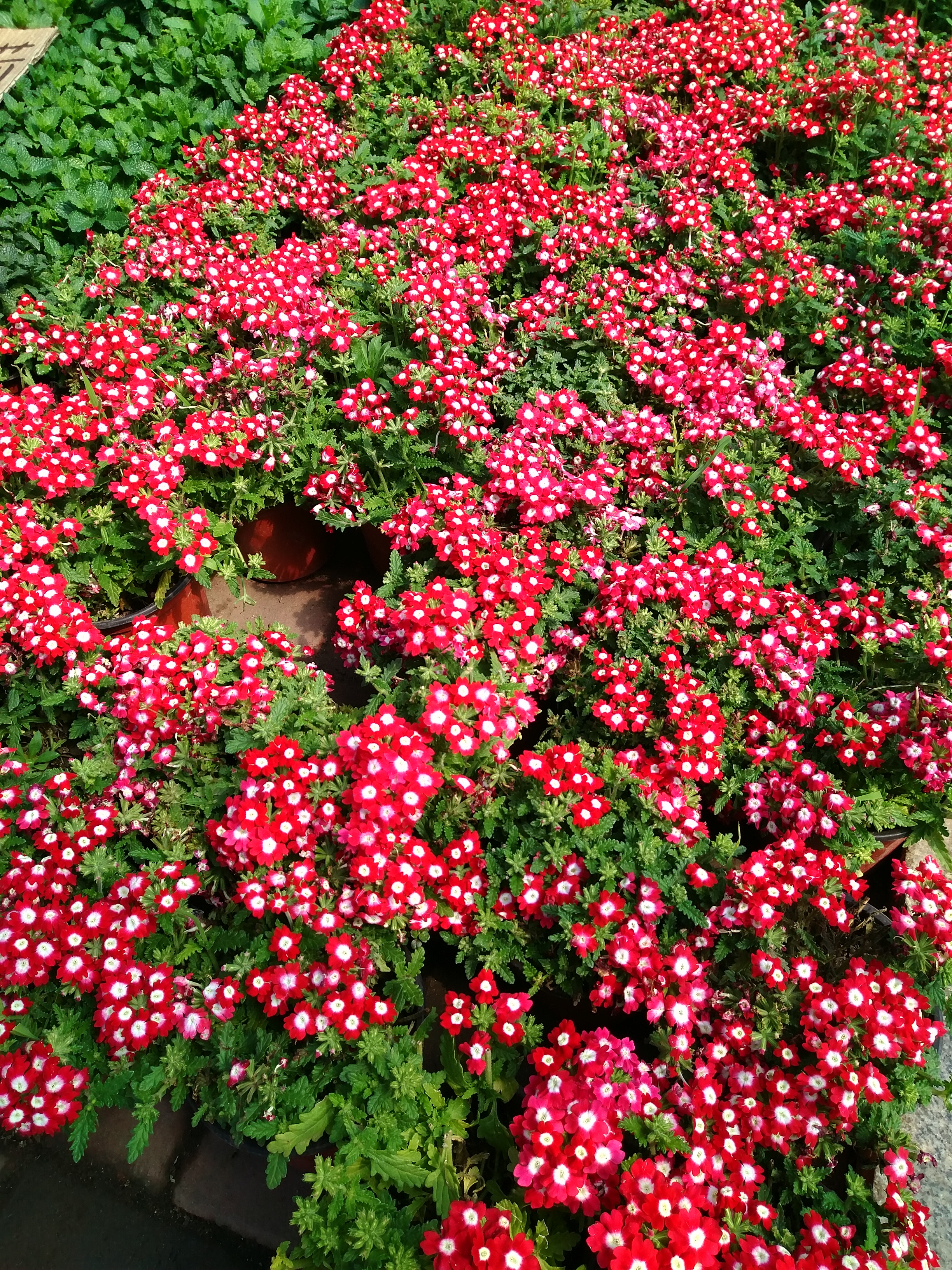 沈阳南湖花卉市场地址,沈阳南湖公园的花卉市场还有吗