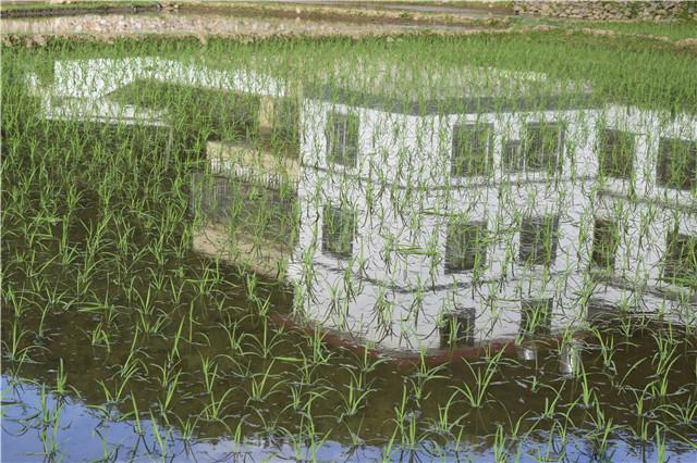 农民春耕怕干旱又怕雨水多,农民怕耕田