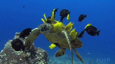 一组超棒的海底世界动态，值得欣赏