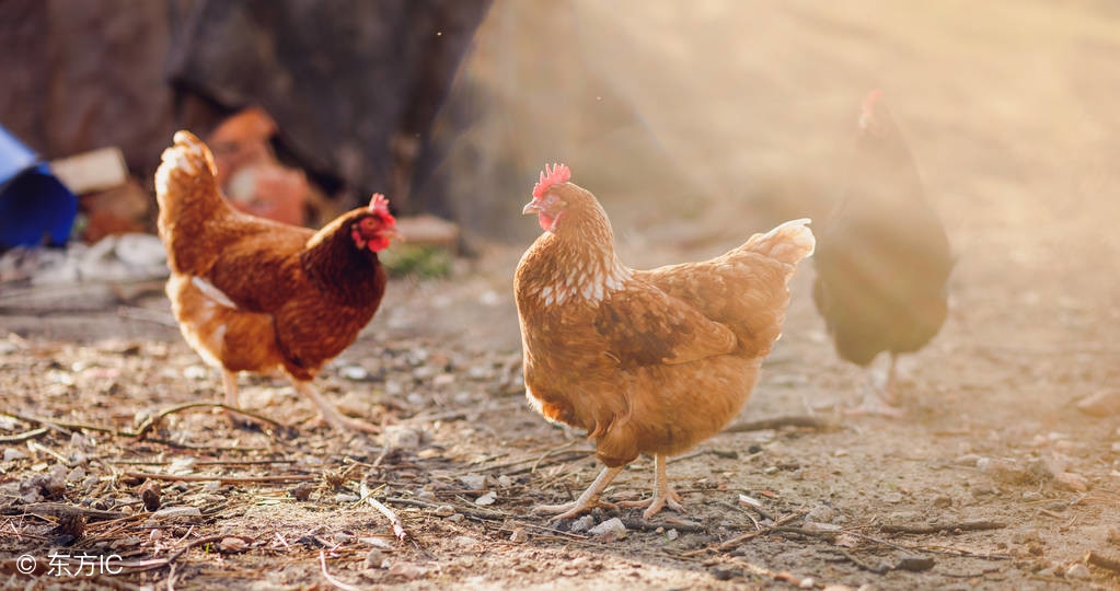 呼巴道说如何有效治疗当下家禽呼吸道病?