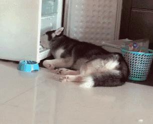 鍝堝＋濂囨櫤鍟嗕笉浣庤タ浼埄浜氶洩姗囩姮,鍝堝＋濂囨槸闆﹪鐘惂