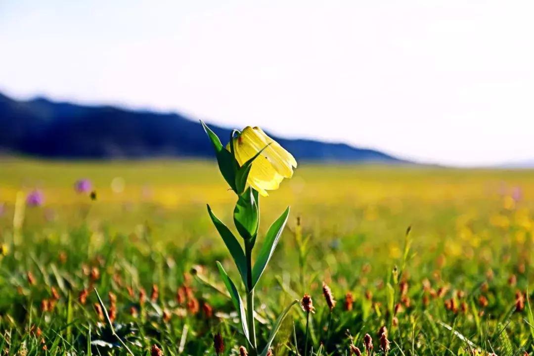 他用对葡园的爱拍出了这片人间仙境