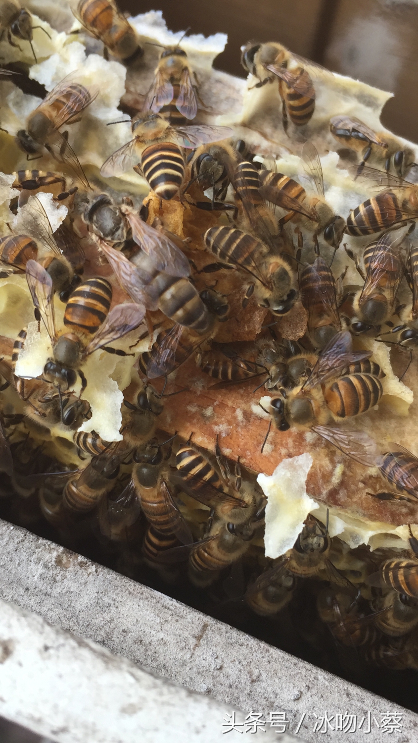 小蔡养殖视频大全,怎么培养双王蜜蜂群
