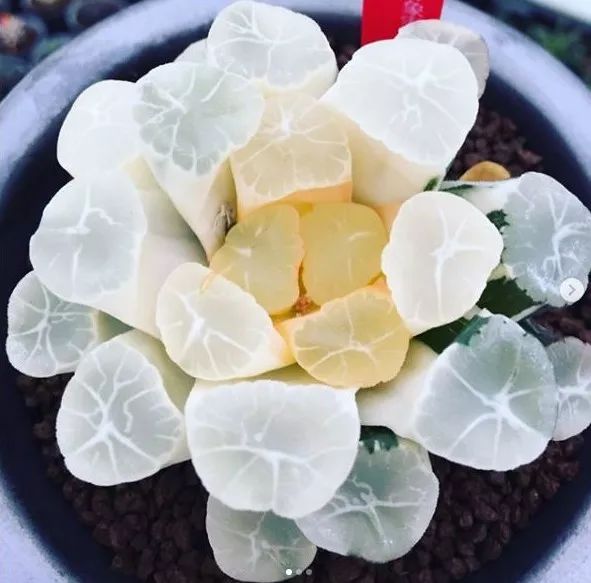 这工资还不够买一颗肉的……