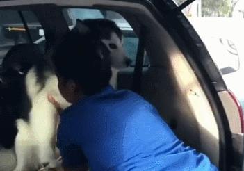 哈士奇和萨摩耶打架比赛视频,哈士奇萨摩耶打架视频