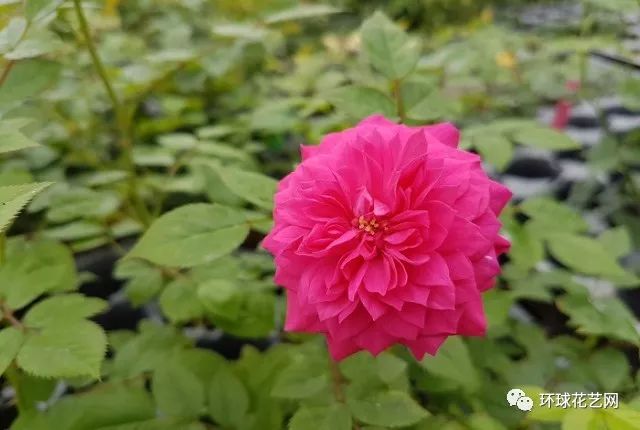 稀有玫瑰花品种大全图片,九种常见玫瑰花品种排名