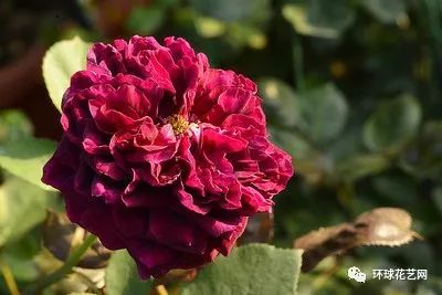 稀有玫瑰花品种大全图片,九种常见玫瑰花品种排名