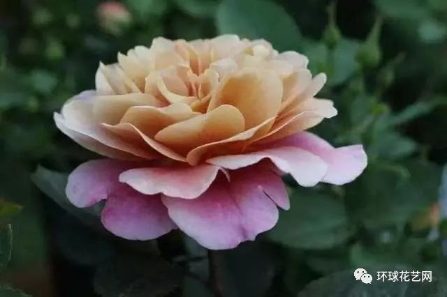 十大最稀有的玫瑰花品种图片,稀有玫瑰花品种大全图片