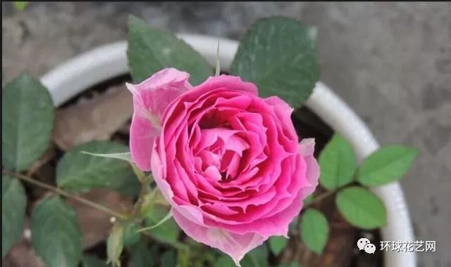 十大最稀有的玫瑰花品种图片,稀有玫瑰花品种大全图片