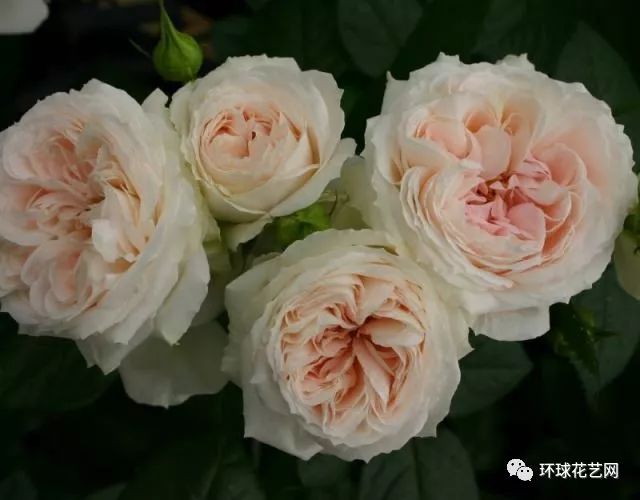 稀有玫瑰花品种大全图片,九种常见玫瑰花品种排名