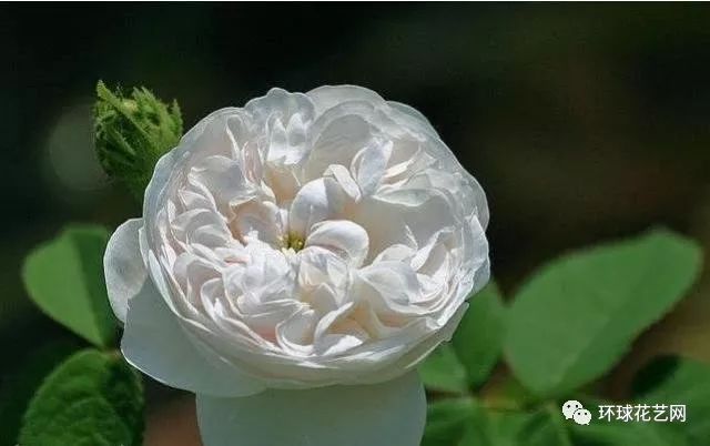 十大最稀有的玫瑰花品种图片,稀有玫瑰花品种大全图片