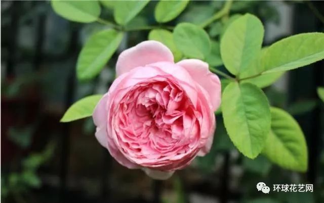 稀有玫瑰花品种大全图片,九种常见玫瑰花品种排名