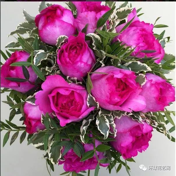 稀有玫瑰花品种大全图片,九种常见玫瑰花品种排名