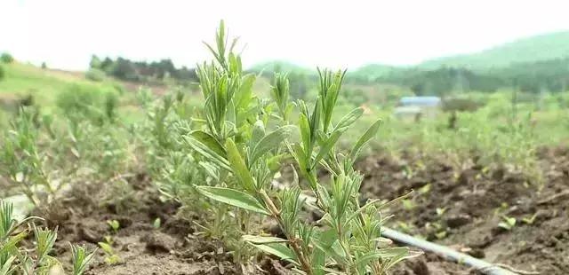 这个季节珲春去哪玩,这个夏天一定要去玩