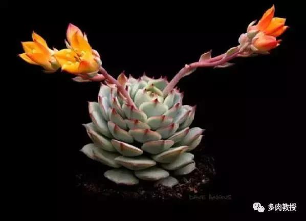 皮实好养的5款多肉,推荐几款多肉好看又好养的