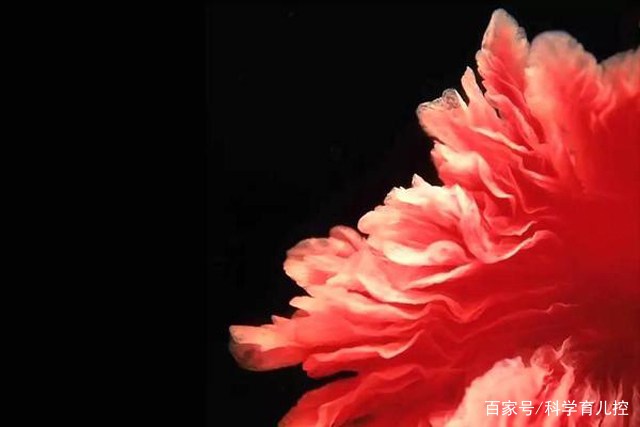 精子的产生全过程,精子从开始到最后的过程