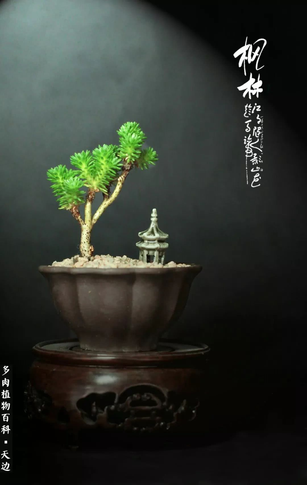 球松——不一样的美！诗一样的完美意境！