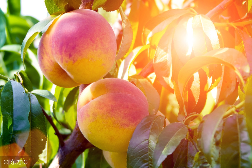 桃树的叶片发黄，千万别掉以轻心，不及时防治明年就无桃可摘了